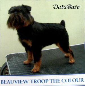 BEAUVIEW TROOP THE COLOUR